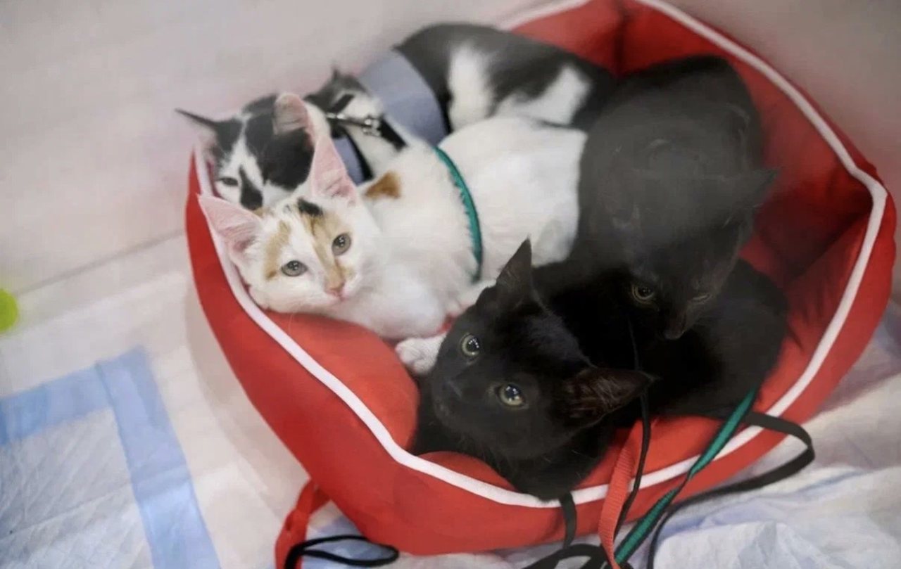 пресс-служба